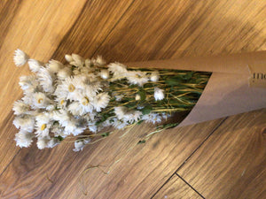Dried flowers Rodanthe daisy