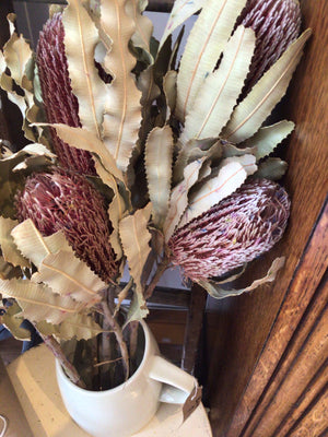 Dried flowers - Banksia